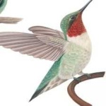 image of bird
