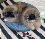 image of pekinese