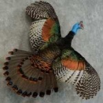 image of ocellated_turkey #30