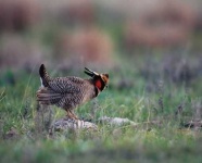 image of prairie