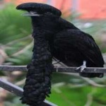 image of bird