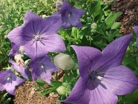 image of flower
