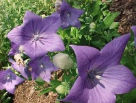 image of balloon_flower #18