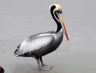 image of animal