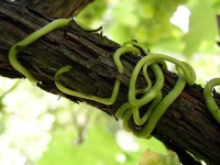 image of green_snake #7