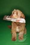 image of otterhound