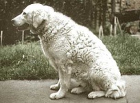 image of kuvasz