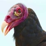 image of bird