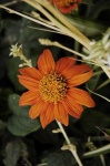 image of flower