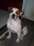 image of animal