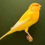 image of canary #26