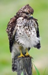 image of hawk
