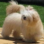 image of animal