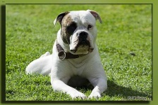 image of animal