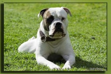 image of american_bulldog #17