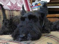 image of scotch_terrier