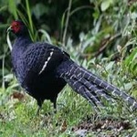 image of bird
