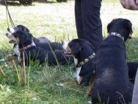 image of entlebucher