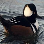 image of bird
