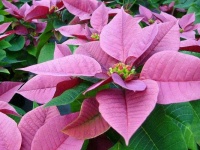 image of poinsettia #1