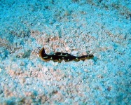 image of flatworm