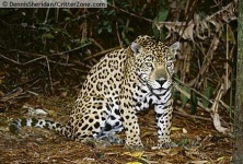 image of jaguar_car