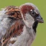 image of bird