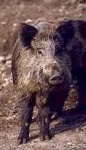 image of hog