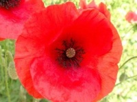 image of flower