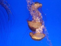 image of jellyfish