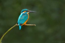 image of kingfisher