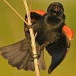 image of bird