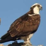 image of bird