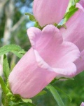 image of flower