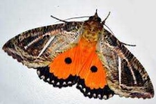 image of moth #51