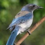 image of bird