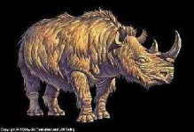 image of rhino