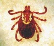 image of tick