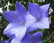 image of balloon_flower #6