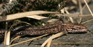 image of animal