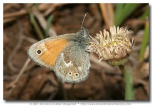 image of ringlet