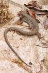 image of alligator_lizard
