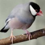 image of bird