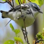 image of cerulean_warbler #1