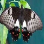 image of animal