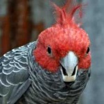 image of bird