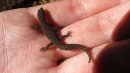 image of animal