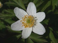 image of flower