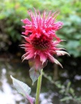 image of flower