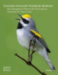 image of warbler